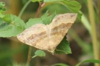 Scotopteryx chenopodiata
