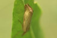 Chrysoteuchia culmella