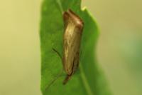Chrysoteuchia culmella