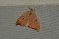 Watsonalla binaria