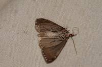 Aplocera plagiata
