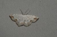 Scopula ornata
