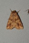 Conisania luteago olbiena