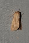 Mythimna pallens
