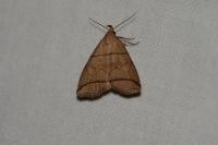 Herminia grisealis
