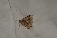 Macaria alternata
