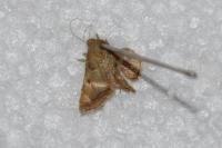 Endotricha flammealis