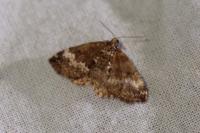 Perizoma alchemillata