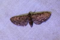 Eupithecia tripunctaria