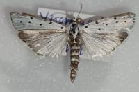 Myelois circumvoluta