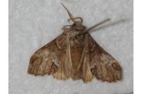 Drymonia dodonaea