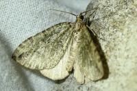Hydriomena furcata
