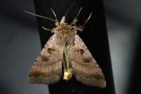 Xestia stigmatica