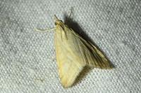 Udea lutealis
