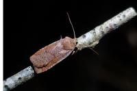 Conistra vaccinii/ligula