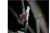 Eupsilia transversa