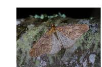 Erannis defoliaria