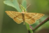 Idaea ochrata