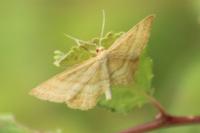 Idaea ochrata