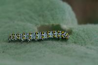 Cucullia verbasci