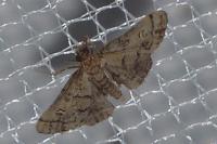 Metasia cuencalis bourgognei