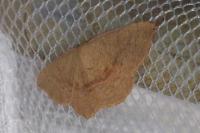 Cyclophora puppillaria