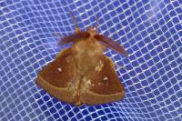 Lasiocampa trifolii trifolii