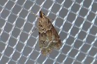 Eudonia mercurella
