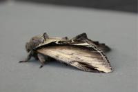 Pheosia gnoma