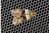 Cryphia algae