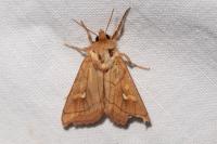 Mythimna conigera
