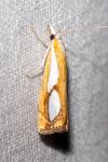 Catoptria pinella