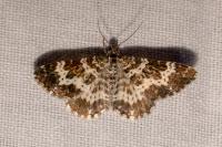 Epirrhoe tristata