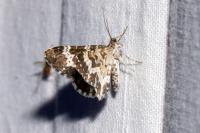 Epirrhoe tristata
