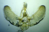Eupithecia plumbeolata