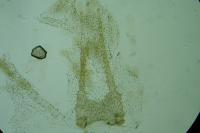 Eupithecia plumbeolata