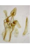 Epischnia asteris