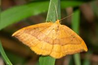 Watsonalla cultraria