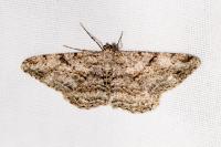 Peribatodes rhomboidaria rhomboidaria