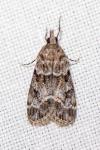 Eudonia mercurella