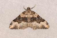 Epirrhoe galiata
