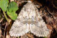 Polymixis dubia