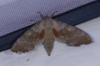 Laothoe populi
