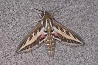 Hyles livornica