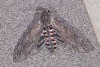 Agrius convolvuli
