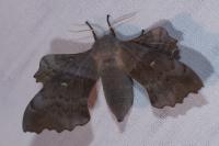 Laothoe populi