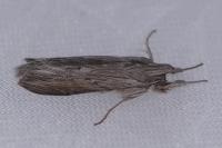 Cucullia umbratica