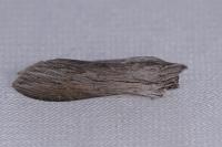 Cucullia umbratica