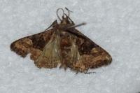 Euplexia lucipara