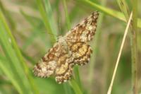 Ematurga atomaria